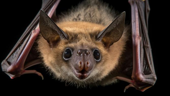 Bat Jokes