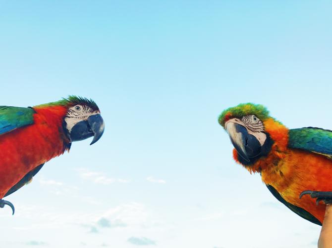Bird Jokes