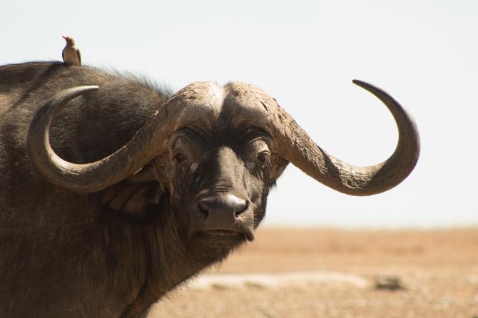 Buffalo Jokes