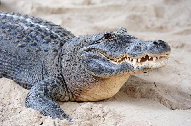 Crocodile Jokes