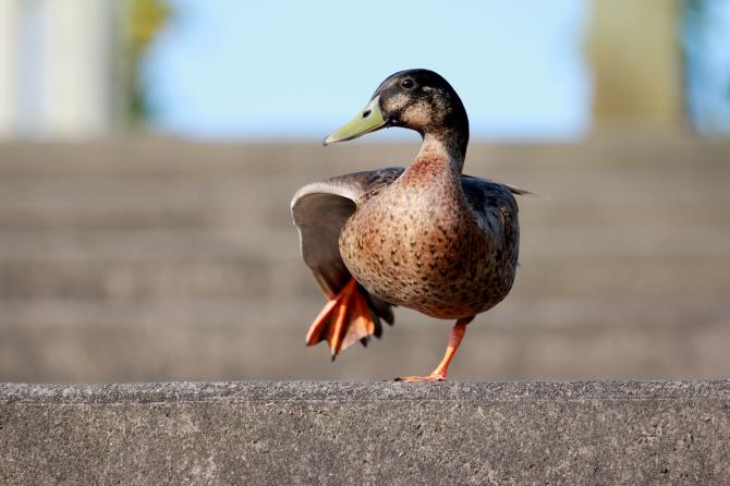 Duck Jokes