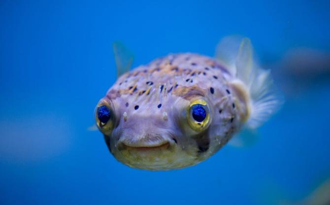 Fish Jokes