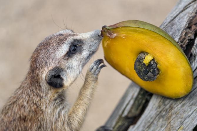 Mango Jokes