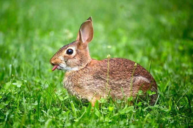 Rabbit Jokes