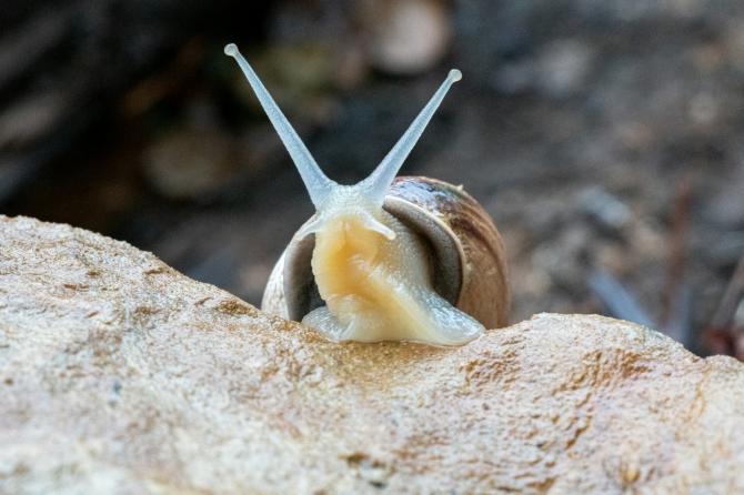 Snail Jokes