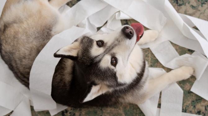 Toilet Paper Jokes