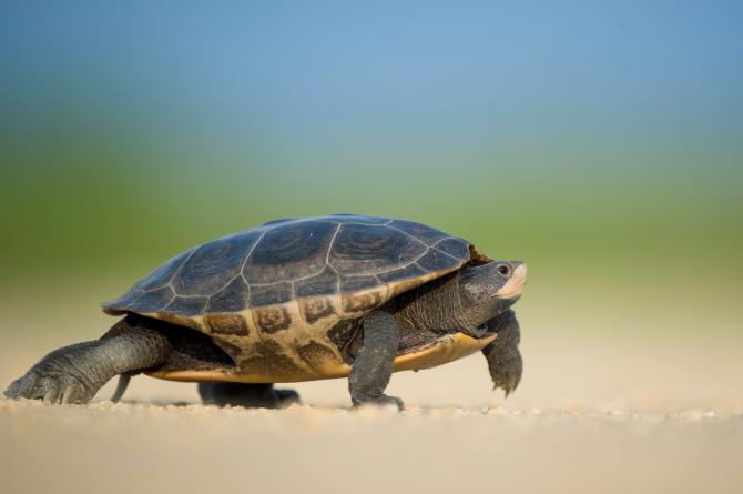 Turtle Jokes