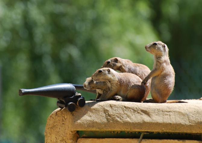 Zoo Jokes